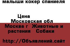  малыши кокер спаниеля › Цена ­ 13 000 - Московская обл., Москва г. Животные и растения » Собаки   